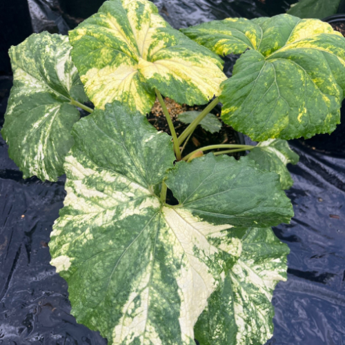 Petasites 'Nishiki-Buki' - 2g