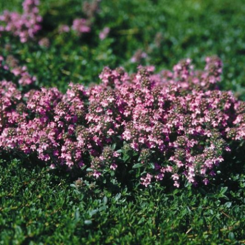 Thymus serpyllum 'Magic Carpet' - 1g