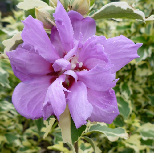 Hibiscus syriacus 'Show Time' - 2g
