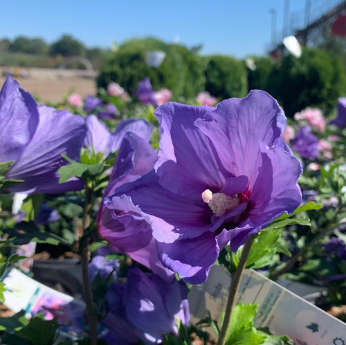 Hibiscus syriacus 'Paraplu Violet' - 2g