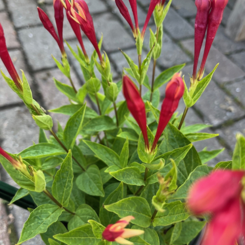 Spigelia marilandica 'Apple Slices' - 1g