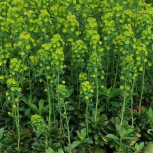 Euphorbia amygdaloides var. Robbiae - 1g