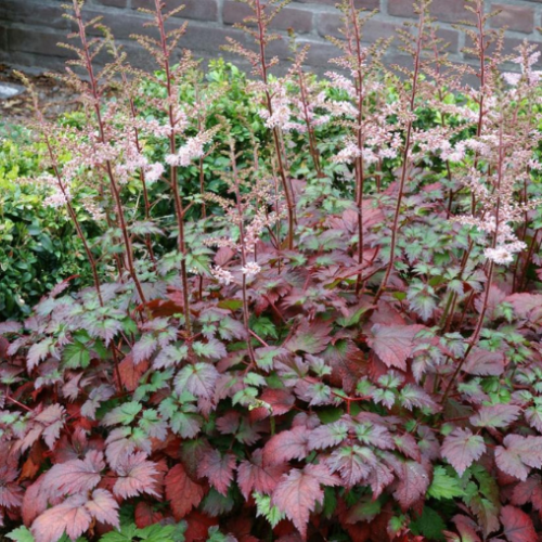Astilbe arendsii 'Color Flash' - 1g