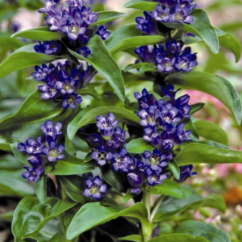 Gentiana cruciata 'Blue Cross' - 1g