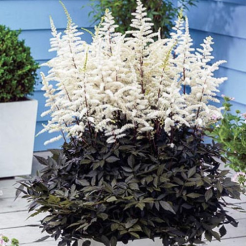Astilbe arendsii 'Cappucino'