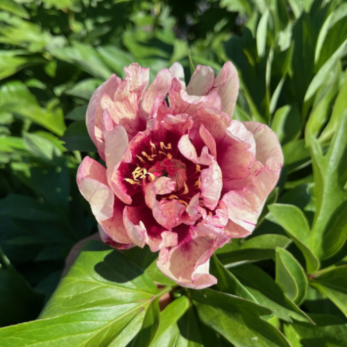 Paeonia Itoh 'All That Jazz' - 2g
