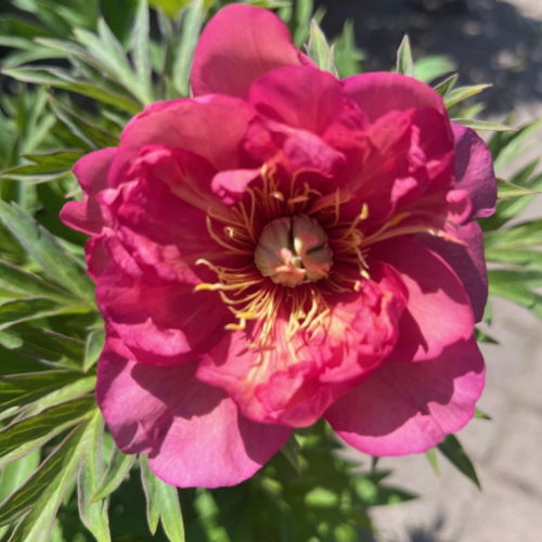 Paeonia Itoh 'Julia Rose' - 2g