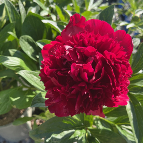 Paeonia 'Red Charm' - 2g
