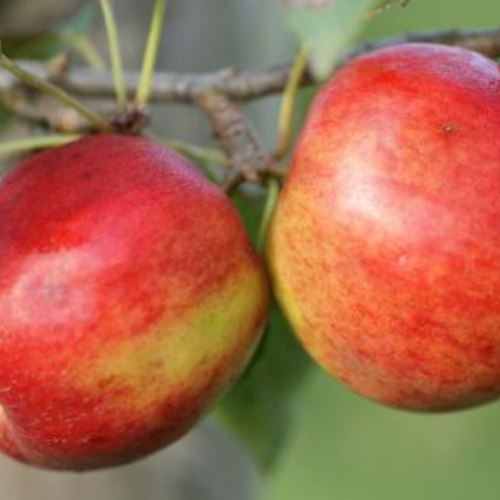 Pommier 'Crimson Crisp' 