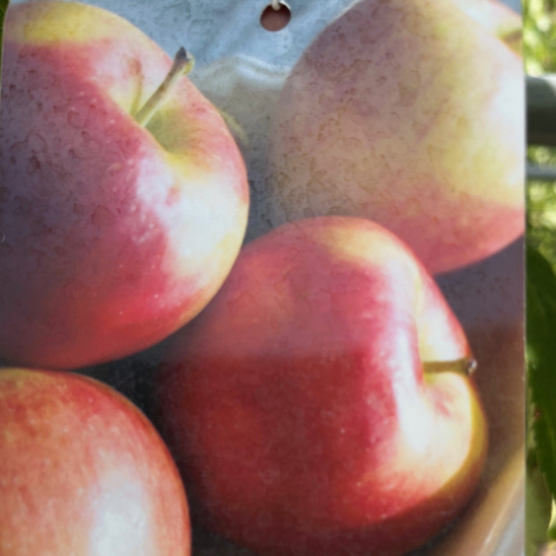 Pommier 'Ambrosia' - 175cm