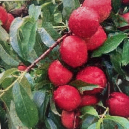 Nectarine 'Hardired' - 150cm