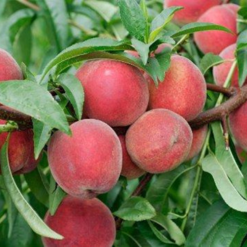 Pêchier 'Redhaven' - Peach - 200CM