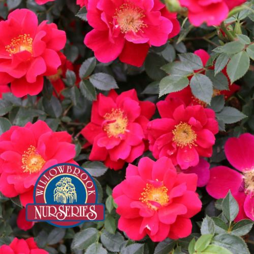 Rosa Oso Easy 'Urban Legend' - 2g