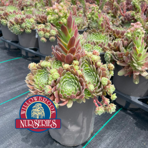 Semperivum 'Powdered Pastry' 1g