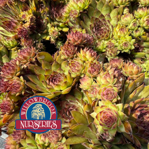Sempervivum 'Pineapple Paradise' - 1g