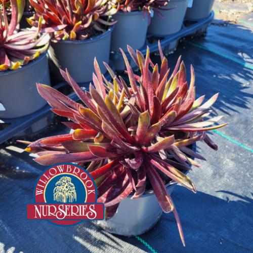 Sempervivum 'Mint Chocolate chip' - 1g
