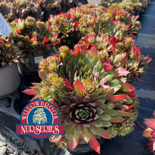 Sempervivum 'Cranberry Cocktail' - 1g