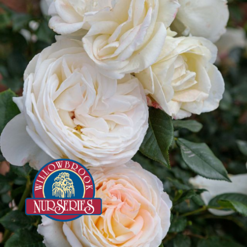 Rosa HT 'Top Cream' - 2g
