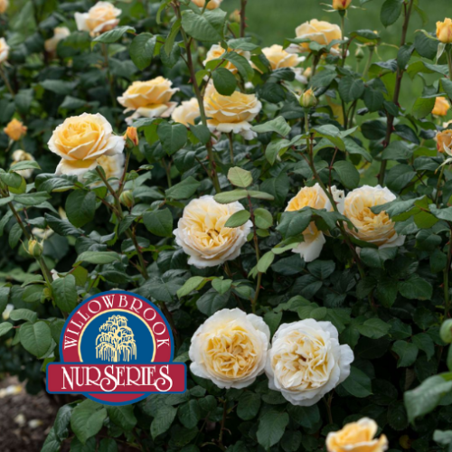 Rosa HT 'Moonlight Romantica' - 2g