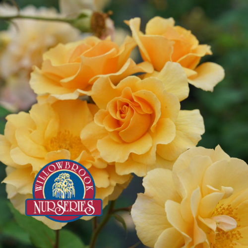 Rosa grimpant 'ChewAmberness'