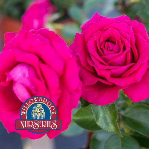 Rosa 'Sweet Spirit' - 2g