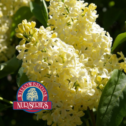 Syringa vulgaris 'Primrose' - 10g