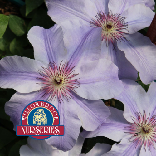 Clematis 'Deborah Dahl' - 1g