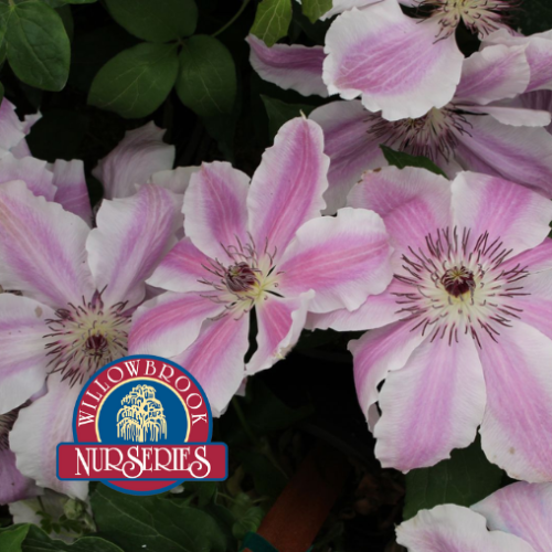 Clematis 'Mystic Gem' - 1g