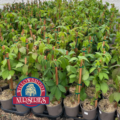 Parthenocissus 'Star Showers' - 1g