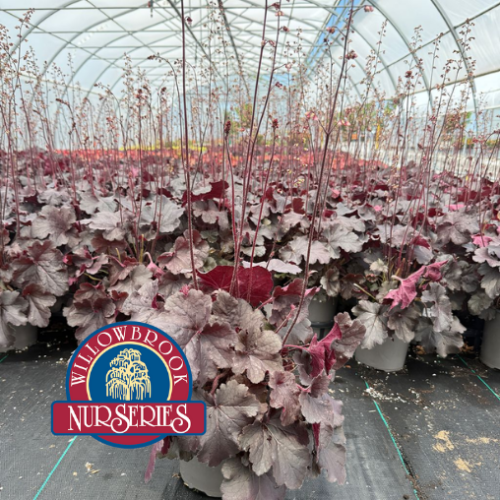 Heuchera Northern Exposure 'Black'