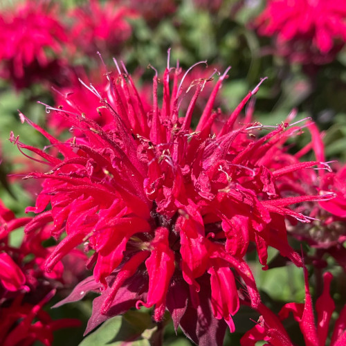 Monarda didyma  'BeeMine Red' - 2g
