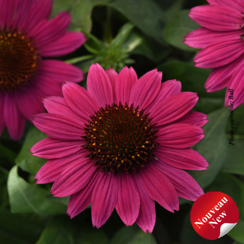 Echinacea Sombrero ''Fushia Fandango' - 1g