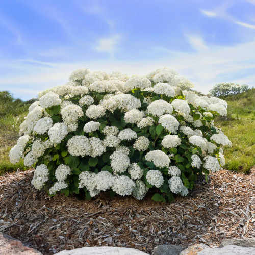 Hydrangea arborescens 'FlowerFull' - 2g