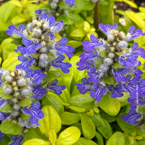 Ajuga 'Cordial Canary' - 1g