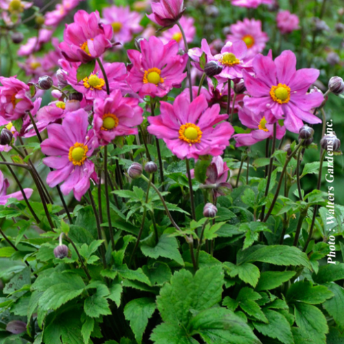 Anemone 'Curtain Call deep Rose' - 1g