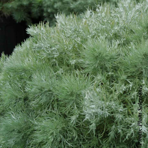 Artemisia  'Silver Mound'