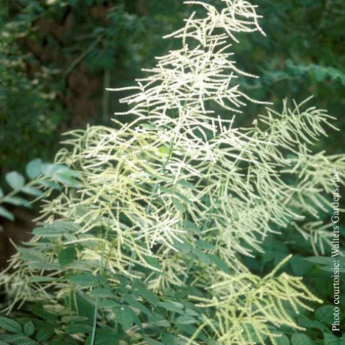 Aruncus dioicus Sylvestris 