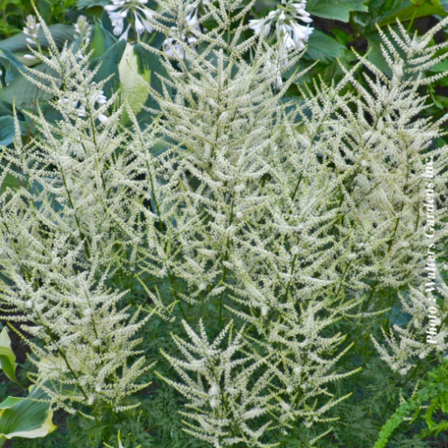Aruncus 'Fairy Hair'