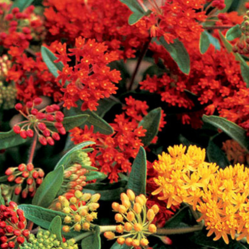 Asclepias 'Gay Butterflies' -1g