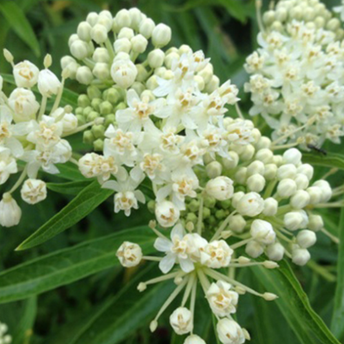 Asclepias incarnata 'Ice Ballet - 1g