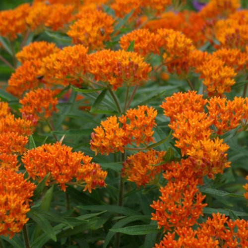 Asclepias tuberosa - 1g