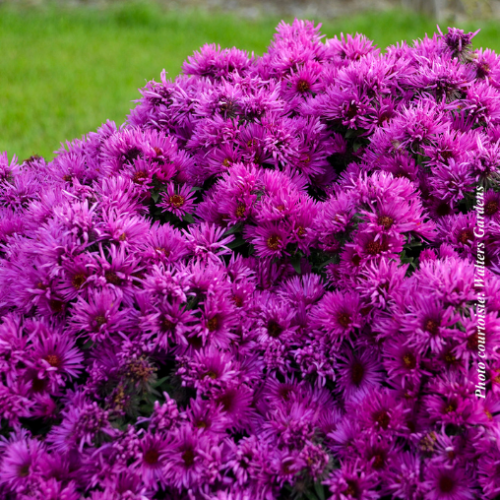 Aster 'Pink Crush'