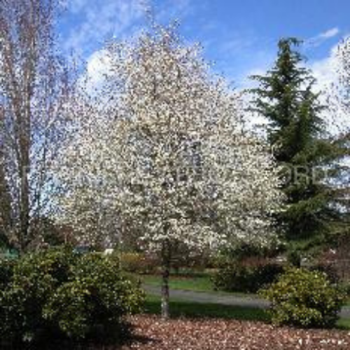 Amélanchier 'Spring Flurry'