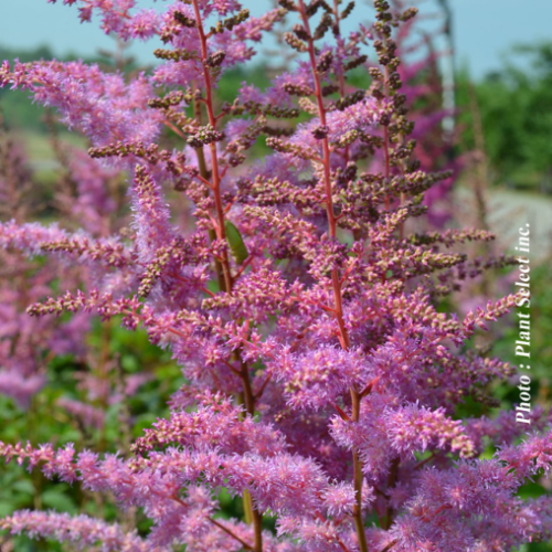 Astilbe 'Amethyst' - 2g