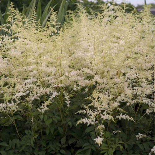Astilbe 'Bridal Veil'