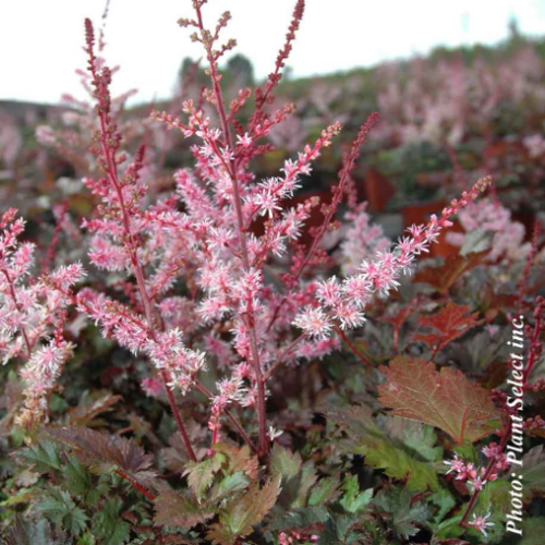 Astilbe 'Delft Lace'