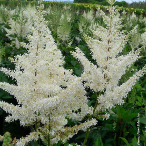Astilbe 'Diamant'