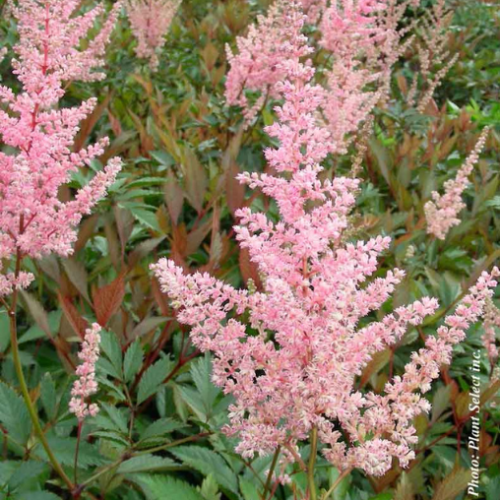 Astilbe 'Erica'