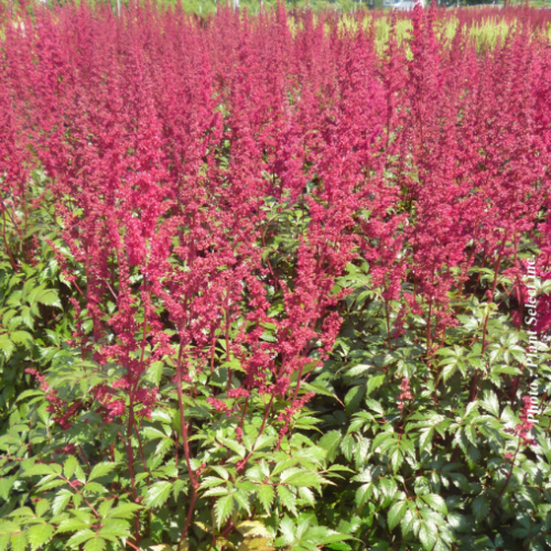 Astilbe 'Fanal'