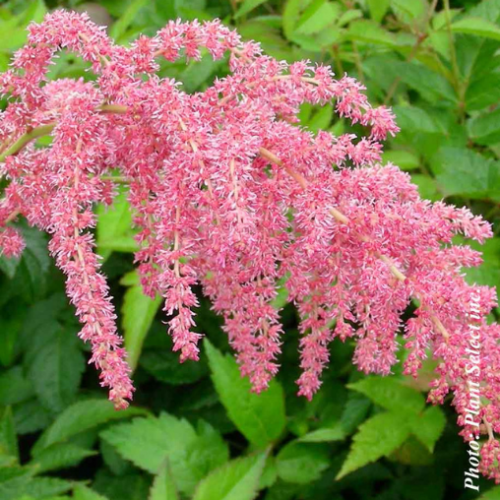 Astilbe 'Ostrich Plume' - 2g